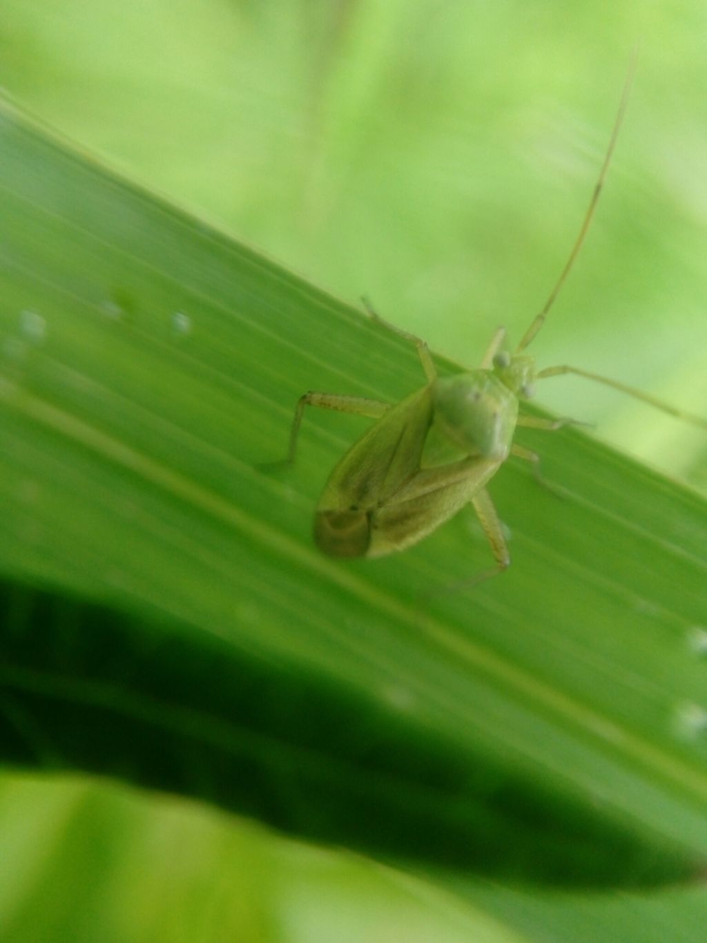 Miridae: Closterotomus norwegicus di Morbegno (SO)